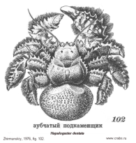 Anomura, picture of crab Hapalogaster dentata (De Haan, 1849) 