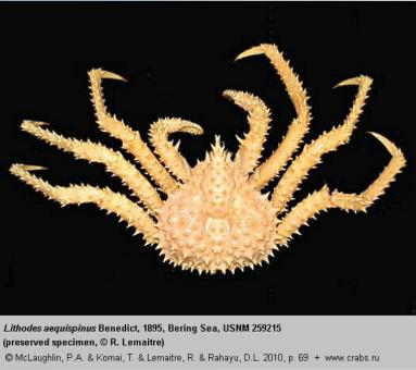 Anomura, photo of crab Lithodes aequispinus Benedict, 1895