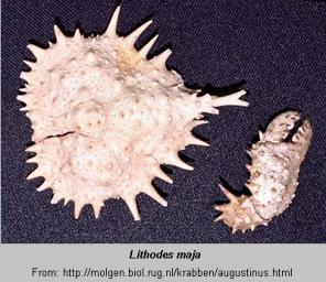 Anomura, photo of crab Lithodes maja (Linnaeus, 1758) 