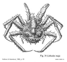 Crab Lithodes maja picture