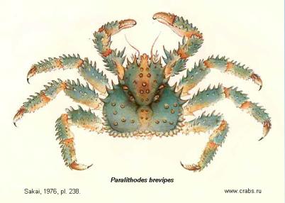 Anomura, picture of crab Paralithodes brevipes (A. Milne-Edwards & Lucas, 1841)