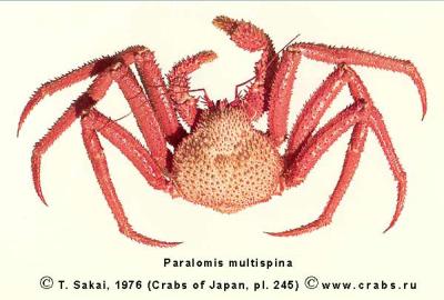 Anomura, picture of crab Paralomis multispina (Benedict, 1895)