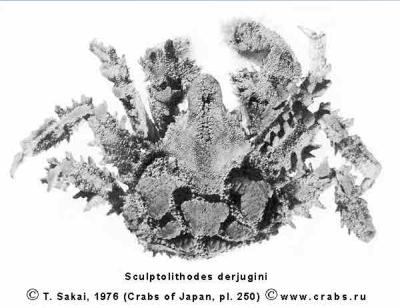 Anomura, photo of crab Sculptolithodes derjugini Makarov, 1934 = Echinocerus derjugini (Makarov, 1934)