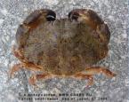 Glebocarcinus amphioetus (Rathbun, 1898) = Cancer amphioetus 