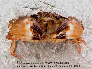 Brachyura, photo of crab Glebocarcinus amphioetus (Rathbun, 1898) = Cancer amphioetus 