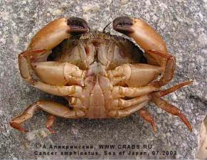 Brachyura, photo of crab Glebocarcinus amphioetus (Rathbun, 1898) = Cancer amphioetus 