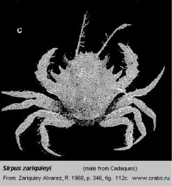 Photo of crab Sirpus zariquieyi Gordon, 1953 