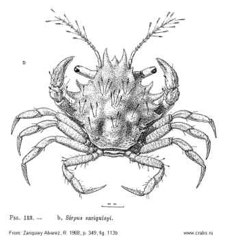  crab Sirpus zariquieyi picture