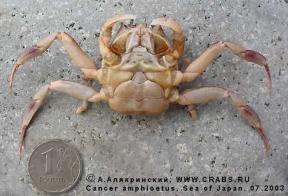 Brachyura, photo of crab Paradorippe granulata