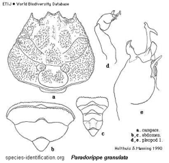 Paradorippe granulata