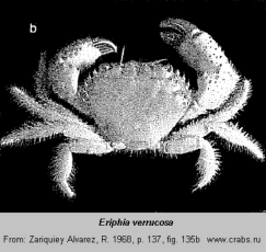 Brachyura, photo of crab Eriphia verrucosa