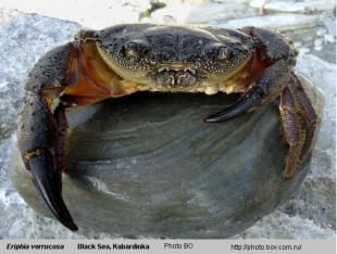  Crab Eriphia verrucosa photo