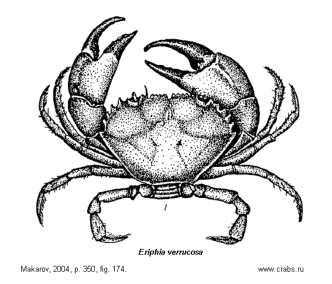 Brachyura, picture of crab Eriphia verrucosa