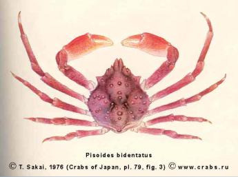 Brachyura, photo of crab Pisoides bidentatus (A. Milne-Edwards, 1873) 
