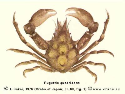 Brachyura, picture of crab Pugettia quadridens (De Haan, 1839)