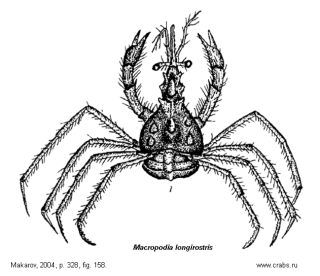  Crab Macropodia longirostris picture