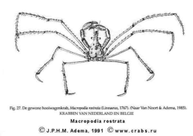 Brachyura, picture of crab Macropodia rostrata (Linnaeus, 1761)