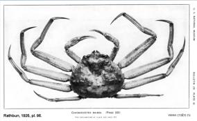 Brachyura, photo of crab Chionoecetes bairdi