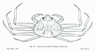 Brachyura, picture of crab Chionoecetes bairdi