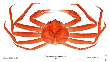 Brachyura, picture of crab Chionoecetes japonicus