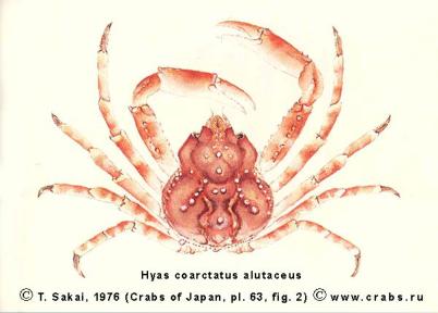 Brachyura, picture of crab Hyas alutaceus Brandt, 1851 