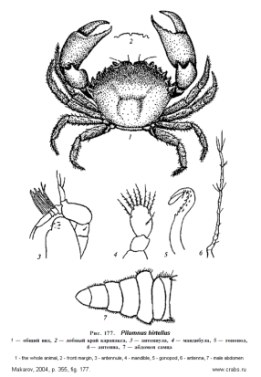 crab Pilumnus hirtellus