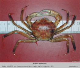 Photo of crab Geryon trispinosus