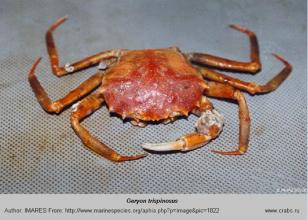 Photo of crab  Geryon trispinosus