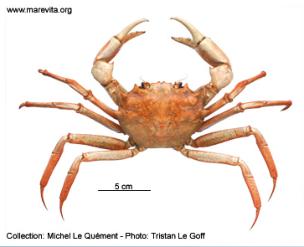 foto of crab Geryon trispinosus