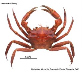 foto of crab Geryon trispinosus