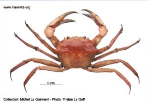 foto of crab Geryon trispinosus