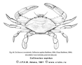 Brachyura, picture of crab Callinectes sapidus Rathbun, 1896 