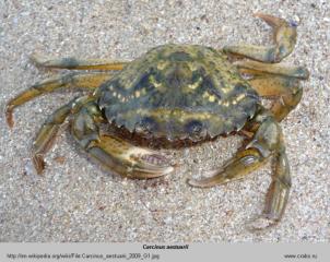 Photo of crab Carcinus aestuarii