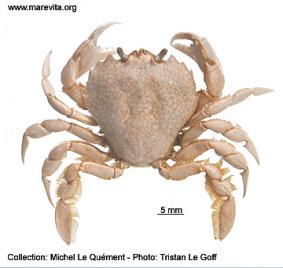 Photo of crab Portumnus latipes 