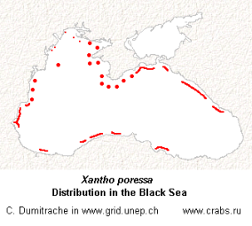 Xantho poressa in the Black sea (map)