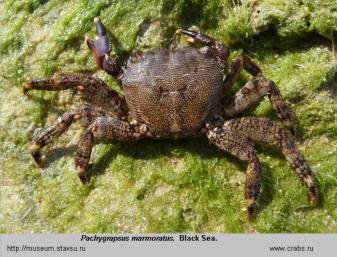 Photo of crab Pachygrapsus marmoratus