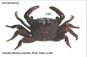 Photo of crab Pachygrapsus marmoratus