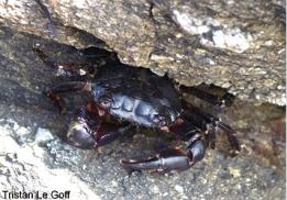 Photo of crab Pachygrapsus marmoratus