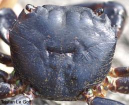 Photo of crab Pachygrapsus marmoratus