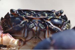 Photo of crab Pachygrapsus marmoratus