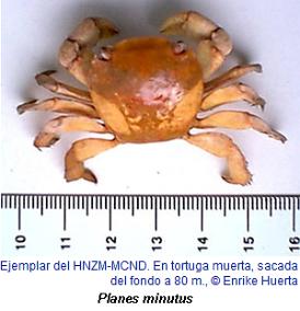 Photo of crab Planes minutus