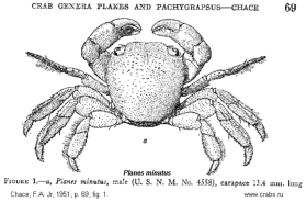 Brachyura, picture of crab Planes minutus