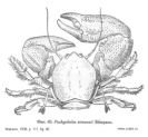 Pachycheles stevensii Stimpson, 1858