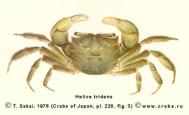 Brachyura, picture of crab Helice tridens (De Haan, 1835)