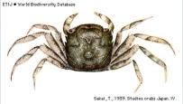 Hemigrapsus longitarsis 