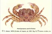 Hemigrapsus penicillatus (De Haan, 1835)