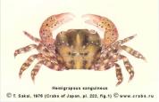 Hemigrapsus sanguineus (De Haan, 1835)