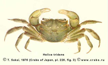 Brachyura, picture of crab Helice tridens (De Haan, 1835)