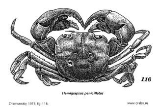 Brachyura, picture of crab Hemigrapsus penicillatus (De Haan, 1835)