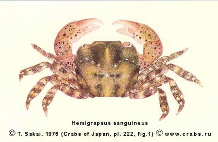 Brachyura, picture of crab Hemigrapsus sanguineus (De Haan, 1835)